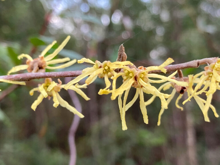 Witch-Hazel-2