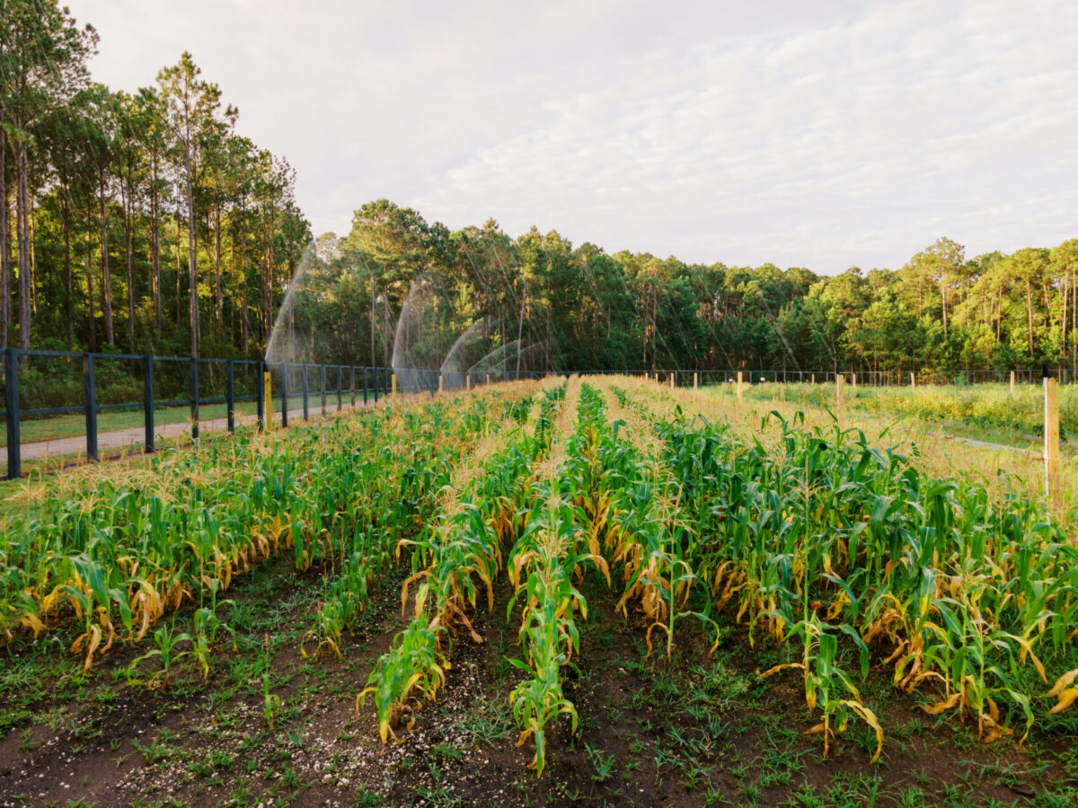 farm to table dining