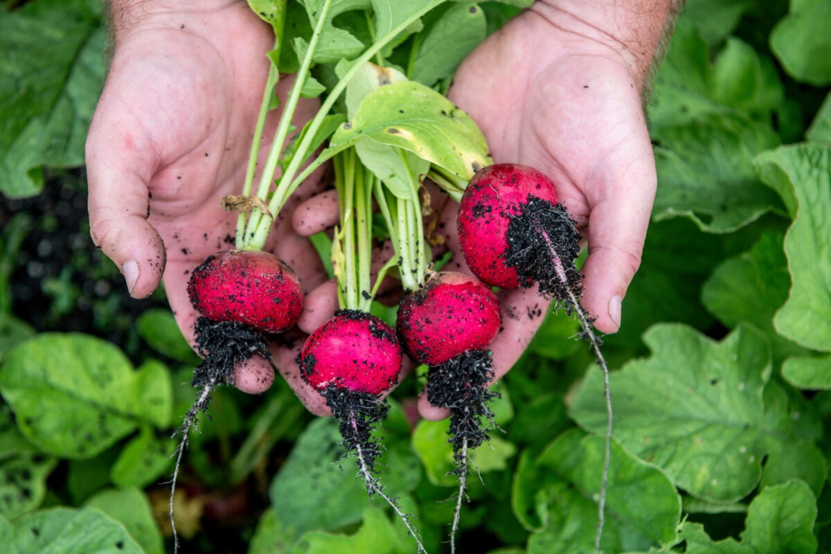 farm to table dining