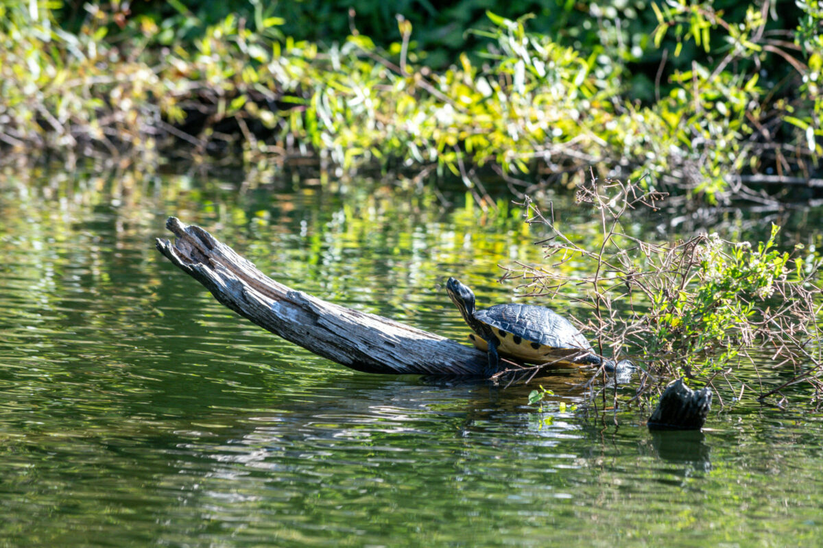 south carolina wildlife